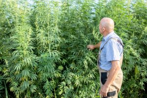 Granjero de Hemp