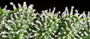 tricomas cannabis