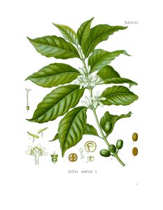 Coffea Arabica
